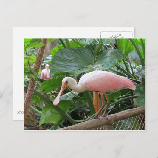 Roseate Spoonbill Bird Briefkaart (Voorkant / Achterkant)