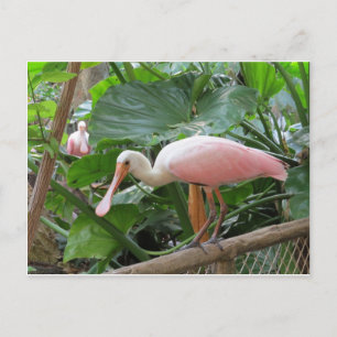 Roseate Spoonbill Bird Briefkaart