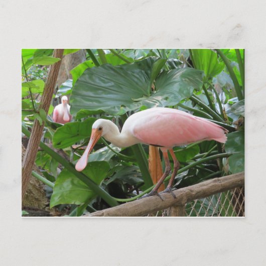 Roseate Spoonbill Bird Briefkaart (Voorkant)