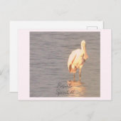 Roseate Spoonbill Bird Photo Briefkaart (Voorkant / Achterkant)