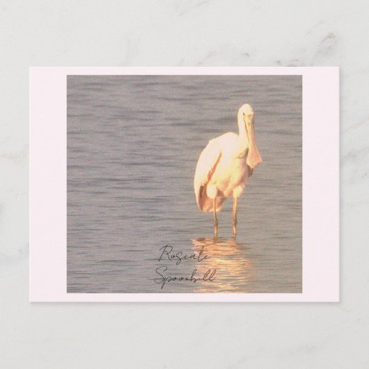 Roseate Spoonbill Bird Photo Briefkaart (Voorkant)