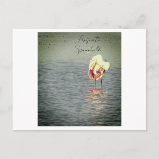 Roseate Spoonbill Bird Photo Briefkaart (Voorkant)