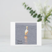 Roseate Spoonbill Bird Photo Briefkaart (Staand voorkant)