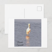 Roseate Spoonbill Bird Photo Briefkaart (Voorkant / Achterkant)