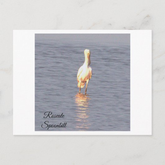 Roseate Spoonbill Bird Photo Briefkaart (Voorkant)