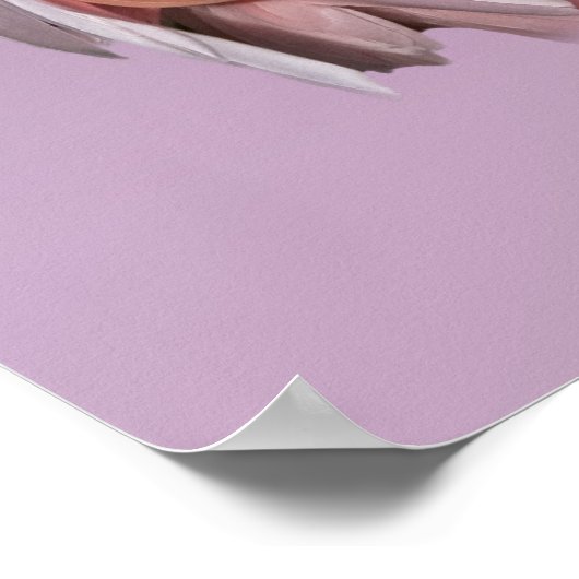 Roseate Spoonbill Bird Poster (Hoek)