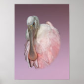 Roseate Spoonbill Bird Poster (Voorkant)