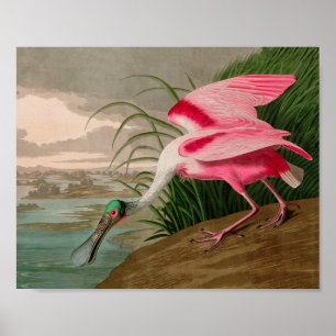 Roseate Spoonbill Birds of America Audubon Print