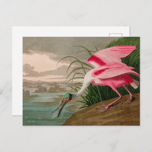Roseate Spoonbill Birds of America Audubon Print Feestdagenkaart (Voorkant / Achterkant)
