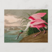 Roseate Spoonbill Birds of America Audubon Print Feestdagenkaart (Voorkant)