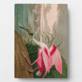 Roseate Spoonbill Birds of America Audubon Print Fotoplaat (voorkant)