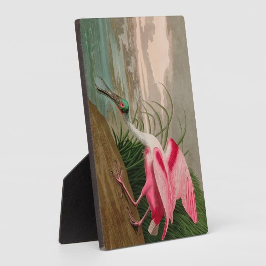 Roseate Spoonbill Birds of America Audubon Print Fotoplaat (Zijkant)
