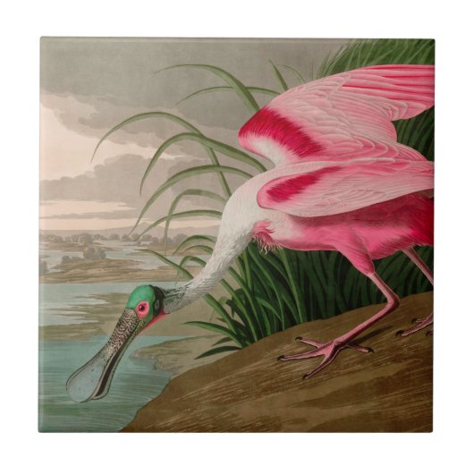 Roseate Spoonbill Birds of America Audubon Print Tegeltje (Voorkant)