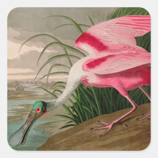 Roseate Spoonbill Birds of America Audubon Print Vierkante Sticker (Voorkant)