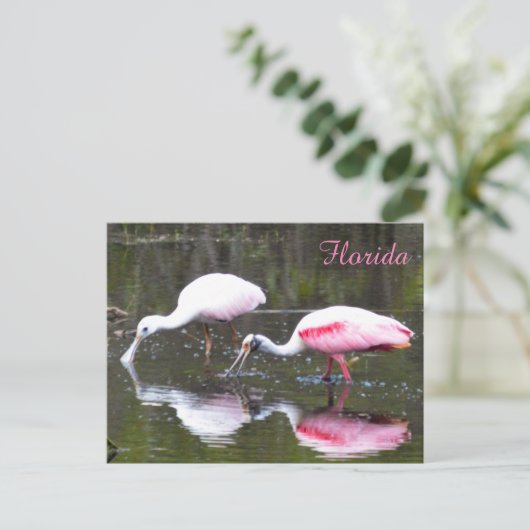 Roseate Spoonbill Briefkaart (Staand voorkant)