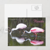Roseate Spoonbill Briefkaart (Voorkant / Achterkant)