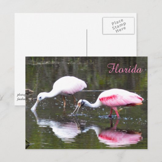 Roseate Spoonbill Briefkaart (Voorkant / Achterkant)