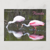 Roseate Spoonbill Briefkaart (Voorkant)