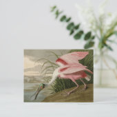 Roseate Spoonbill Briefkaart (Staand voorkant)