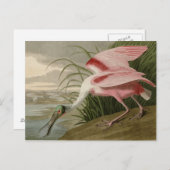 Roseate Spoonbill Briefkaart (Voorkant / Achterkant)