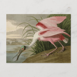 Roseate Spoonbill Briefkaart