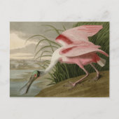 Roseate Spoonbill Briefkaart (Voorkant)