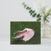 Roseate Spoonbill Briefkaart (Staand voorkant)