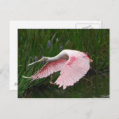 Roseate Spoonbill Briefkaart (Voorkant / Achterkant)