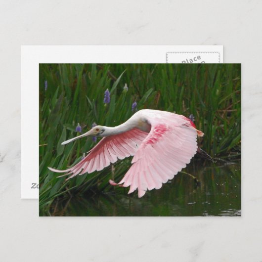 Roseate Spoonbill Briefkaart (Voorkant / Achterkant)