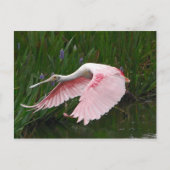 Roseate Spoonbill Briefkaart (Voorkant)