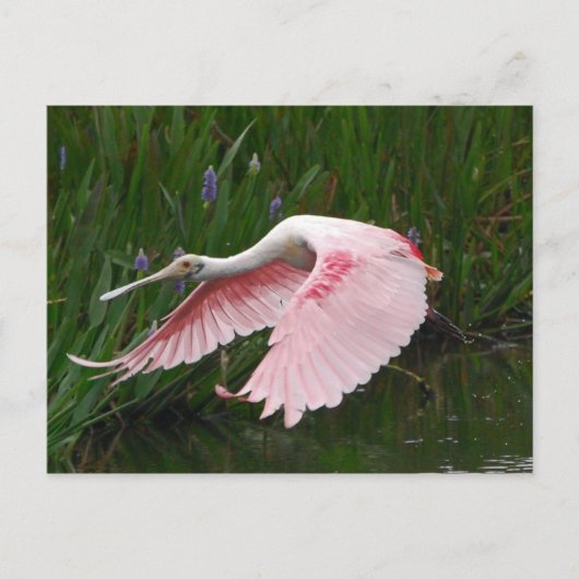Roseate Spoonbill Briefkaart (Voorkant)