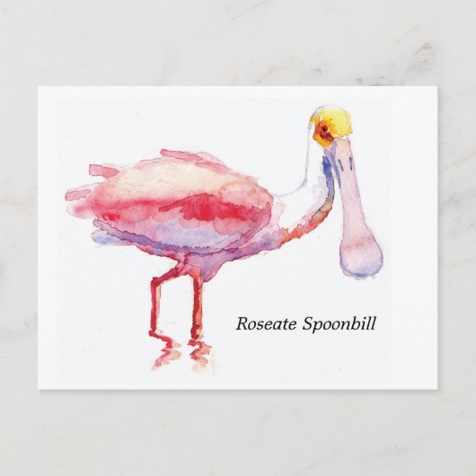 Roseate Spoonbill briefkaart (Voorkant)
