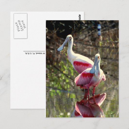 Roseate Spoonbill Briefkaart (Voorkant / Achterkant)