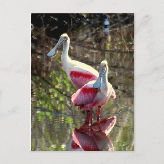 Roseate Spoonbill Briefkaart (Voorkant)