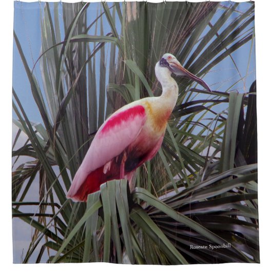 Roseate Spoonbill douchegordijn (Voorkant)