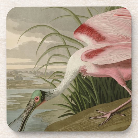 Roseate Spoonbill Drankjes Onderzetter (Voorkant)