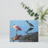 Roseate Spoonbill en Little Blue Heron Briefkaart (Staand voorkant)