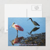 Roseate Spoonbill en Little Blue Heron Briefkaart (Voorkant / Achterkant)