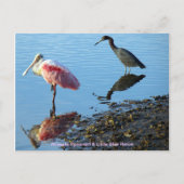 Roseate Spoonbill en Little Blue Heron Briefkaart (Voorkant)