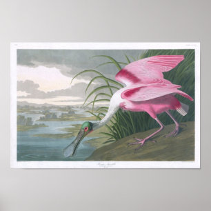 Roseate Spoonbill, het Fijne Art. van John James Poster