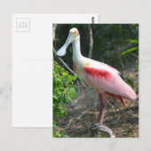 Roseate Spoonbill High Island Texas Briefkaart (Voorkant / Achterkant)