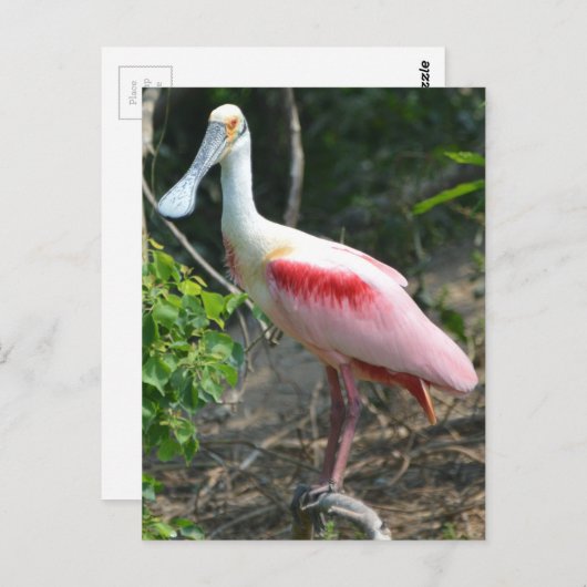 Roseate Spoonbill High Island Texas Briefkaart (Voorkant / Achterkant)