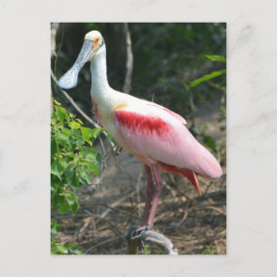 Roseate Spoonbill High Island Texas Briefkaart