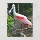 Roseate Spoonbill High Island Texas Briefkaart (Voorkant)