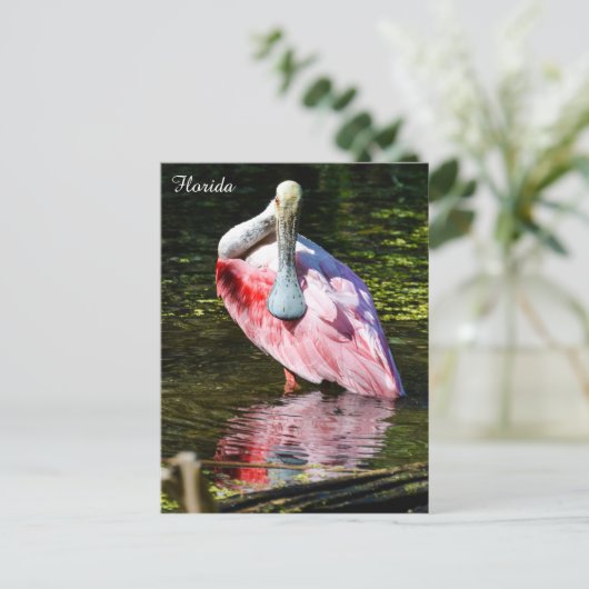 Roseate Spoonbill in Florida Briefkaart (Staand voorkant)