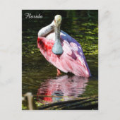 Roseate Spoonbill in Florida Briefkaart (Voorkant)