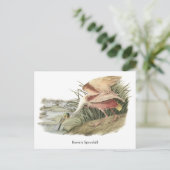 Roseate Spoonbill, John Audubon Briefkaart (Staand voorkant)