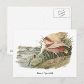 Roseate Spoonbill, John Audubon Briefkaart (Voorkant / Achterkant)