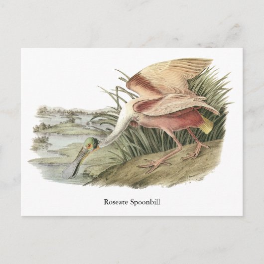 Roseate Spoonbill, John Audubon Briefkaart (Voorkant)