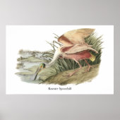 Roseate Spoonbill John Audubon Poster (Voorkant)